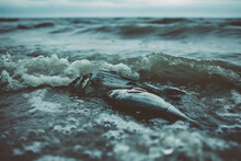 Dead Fish On The Seashore. 