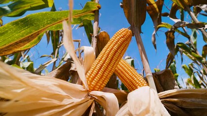 Wall Mural - Ripe yellow corn is ready for harvest on the cornstalks, swaying in the wind in a field under the blue sky. low angle view and slow motion and handheld shot