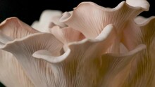 Slow Motion Pink Oyster Mushroom Rotate On Black Background.