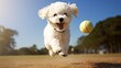 A perky bichon frise pup with a cute face and a joyful bounce.