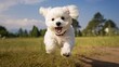 A perky bichon frise pup with a cute face and a joyful bounce.
