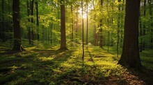  The Sun Shines Through The Trees In A Forest Filled With Lush Green Grass And Tall, Tall, Skinny Trees.