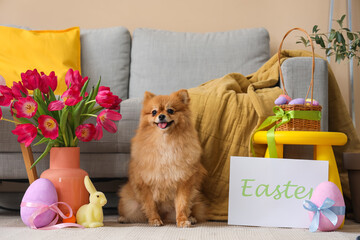 Wall Mural - Cute Pomeranian dog with Easter eggs and tulips at home