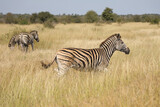Fototapeta Konie - Steppenzebra / Burchell's zebra / Equus quagga burchellii.
