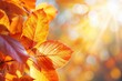 Colorful Autumn leaves on sunlight