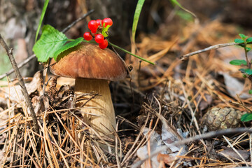 White mushroom and red berry in a coniferous forest.