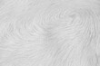 White grey buffalo fur texture soft focus light background
