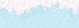 Fototapeta  - ふわふわした桜と青空