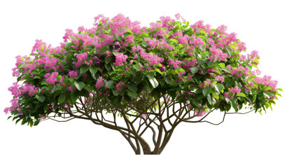 Poster - Tropical jungle plant with clipping path