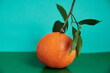 Fresh mandarin oranges fruit or tangerines with leaves isolated on colored background