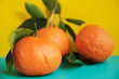 Fresh mandarin oranges fruit or tangerines with leaves