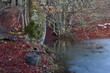 Moss, red leaves and icy pond in winter Crimean mountains