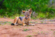 Young Black-backed Jackal resting on the ground