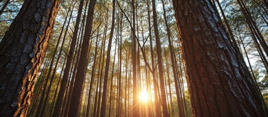 Poster - Towering loblolly pines in North Carolina stand together, sun illuminating their distant sides.