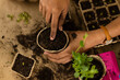 © Wavebreak Media - Hands of biracial woman planting seedlings and seeds in biodegradable starter pots on worktop