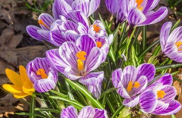 Wall Mural - Top view of white and purple crocuses in a park in Assen, Netherlands