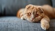 Adorable red Scottish Fold cat with orange eyes lounging on a gray textile sofa at home. A soft, fluffy, purebred short-haired, straight-eared kitty enjoys a cozy moment.