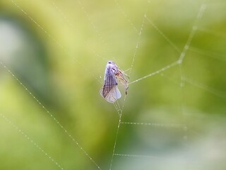 spider, web, insect, nature, animal, arachnid, macro, garden, cobweb, net, wildlife, legs, closeup, bug, spider web, predator, danger, hairy, arachnophobia, spiders, creepy, trap, spiderweb