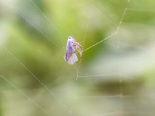 spider, web, insect, nature, animal, arachnid, macro, garden, cobweb, net, wildlife, legs, closeup, bug, spider web, predator, danger, hairy, arachnophobia, spiders, creepy, trap, spiderweb