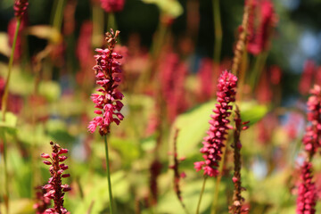 flower in the garden