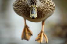 Duck Waddling Over Camera, Webbed Feet In Focus