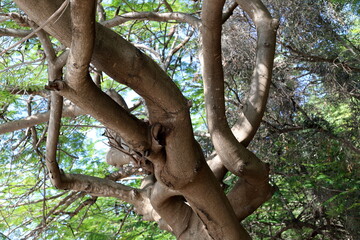 Texture of wood and tree bark in a city park.