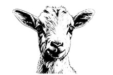 Cute Baby Goat Head Hand Drawn Ink Sketch. Engraved Style Vector Logotype.