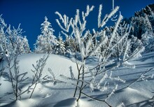 Frozen Plants And Trees In Winter Snow, Switzerland