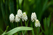 białe szafirki w ogrodzie, white sapphires, Muscari	