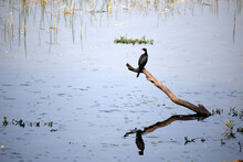 Young Cormorant Perched On A Branch In A Lake, Kaziranga National Park, Assam, India