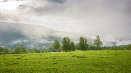 Wall Mural - carpathian rural landscape with meadows and pastures. countryside scenery with trees in the mist behind the grassy fields and hills of ukrainian alpine highlands. fog in the distant valley