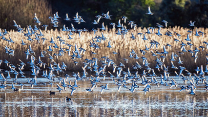 Wall Mural - Black-tailed Godwit, Limosa limosa, birds in flight over Marshes at winter time