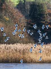 Wall Mural - Pied Avocet, Recurvirostra avosetta, birds in flight over winter marshes at sunrise