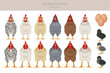 Plymouth Rock Chicken breeds clipart. Poultry and farm animals. Different colors set
