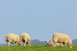 Typical landscape of Terschelling in summer, Domestic sheep standing and nibbling grass on the field, A group of lamps in open farm with green meadow on the dike, Dutch Wadden Sea island, Netherlands.