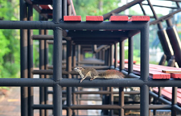 Wall Mural - Closeup of A small gray squirrel climbing on black steel bleachers in the park with natural background at Thailand.