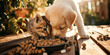 a puppy and a kitten are eating food in the garden in a sunny afternoon