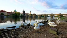 Incredibly Beautiful Bright Colorful Landscape With Swans On The Vltava River In The Old City Of Prague, Czech Republic. 