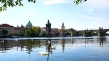 Incredibly beautiful bright colorful landscape with swans on the Vltava River in the old city of Prague, Czech Republic. 