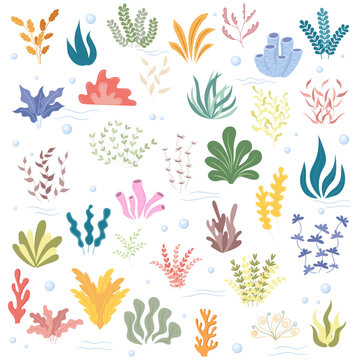 Sea plants and algae set. Plants in the aquarium. Vector illustration.