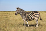 Fototapeta Sawanna - Steppenzebra / Burchell's zebra / Equus quagga burchellii