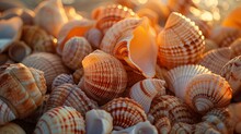 Pile Of Shells