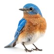 Eastern Bluebird in natural pose isolated on white background, photo realistic