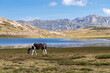 Wilde Pferde am Bergsee Lac de Nino, Korsika, Frankreich
