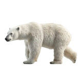 Fototapeta Zwierzęta - Polar Bear Isolated