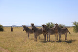 Fototapeta Sawanna - Steppenzebra / Burchell's zebra / Equus quagga burchellii
