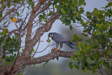 falcon with kill