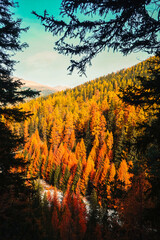 Wall Mural - swiss national park, Parc Naziunal Svizzer, in autumn - engading, switzerland - rolling alps with orange green and red colours