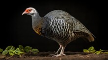  Guinea Fowl Isolated On A Matte Black Background