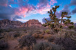 Dawn colors over Spring Mountain Range and a Joshua Tree in Red Rock Nevada 